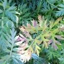 Alternaria-dauci-su-carota