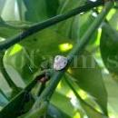 Ceroplastes-sinensis-su-agumi