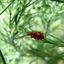 Criocera-duodecimpunctata-su-asparago