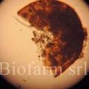G. rostochiensis---larve-e-uova