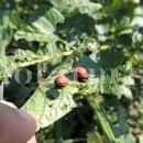 Leptinotarsa-decemlineata-larve-su-patata