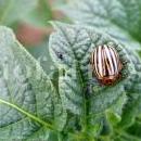 Leptinotarsa-decemlineata-su-patata