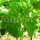 Plasmopara-viticola-su-vite