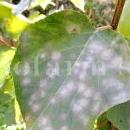 Podosphaera-tridactyla-su-albicocco