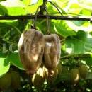 Pseudomonas-syringae-pv-actinidiae-su-actinidia