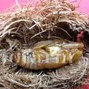 Rhynchophorus-ferrugineus