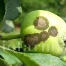 Venturia-inaequalis-su-melo